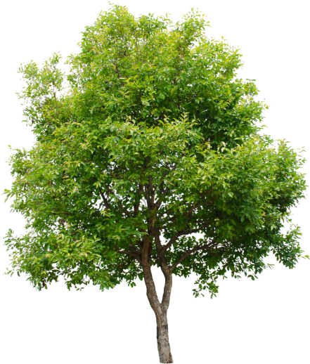 Isolated Trees On White Background, Tree, Green, Isolated - Arbol Con Fondo Blanco (640x640), Png Download