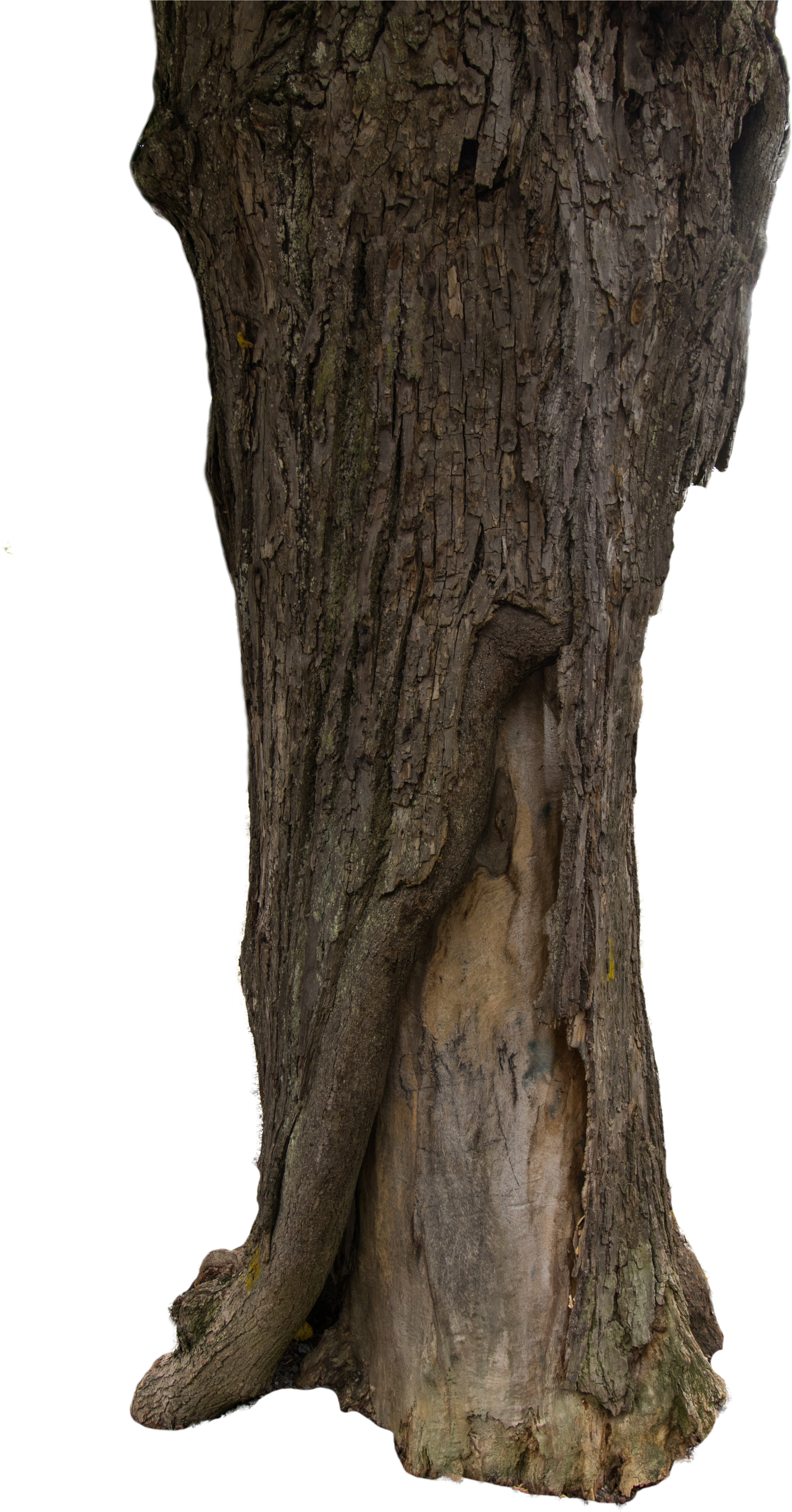Tree Bark Texture Png (4000x6000), Png Download