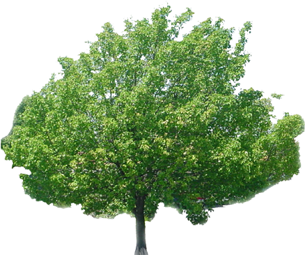 Tree Bark Texture Png Multimedia Artist - Arbl Con Fondo Balnco (450x376), Png Download