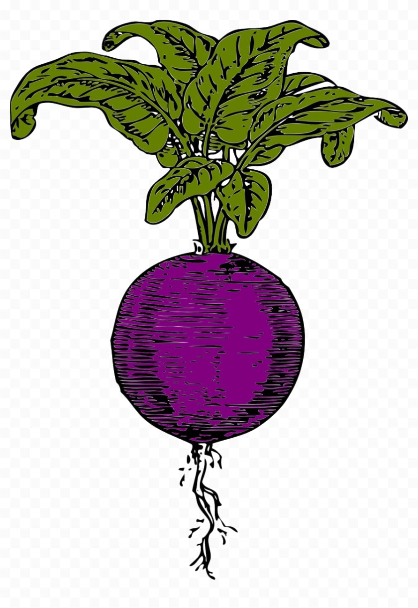 Beet Transparent Image - Beet Clipart Png (840x1221), Png Download