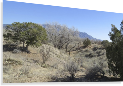 Red Blur Canvas Print - Mexican Pinyon (416x291), Png Download