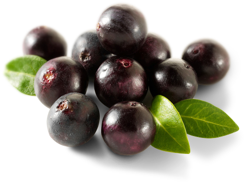 Nativo Raw Acai - Organic Acai Berry (pink) Powder, 1/2 Lb (522x391), Png Download