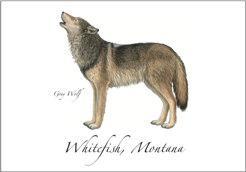 Gray Wolf New - Canis Lupus Tundrarum (500x500), Png Download