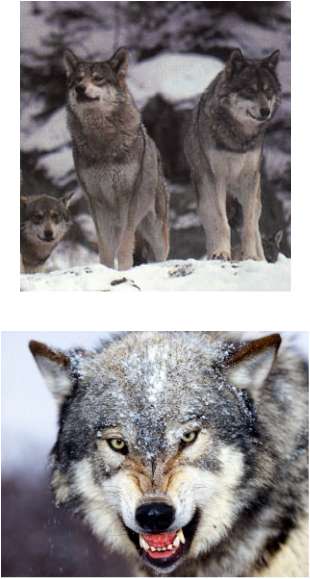 The Gray Wolf, Also Known As The Timber Wolf, Can Survive - Coniferous Forest Gray Wolf (310x579), Png Download