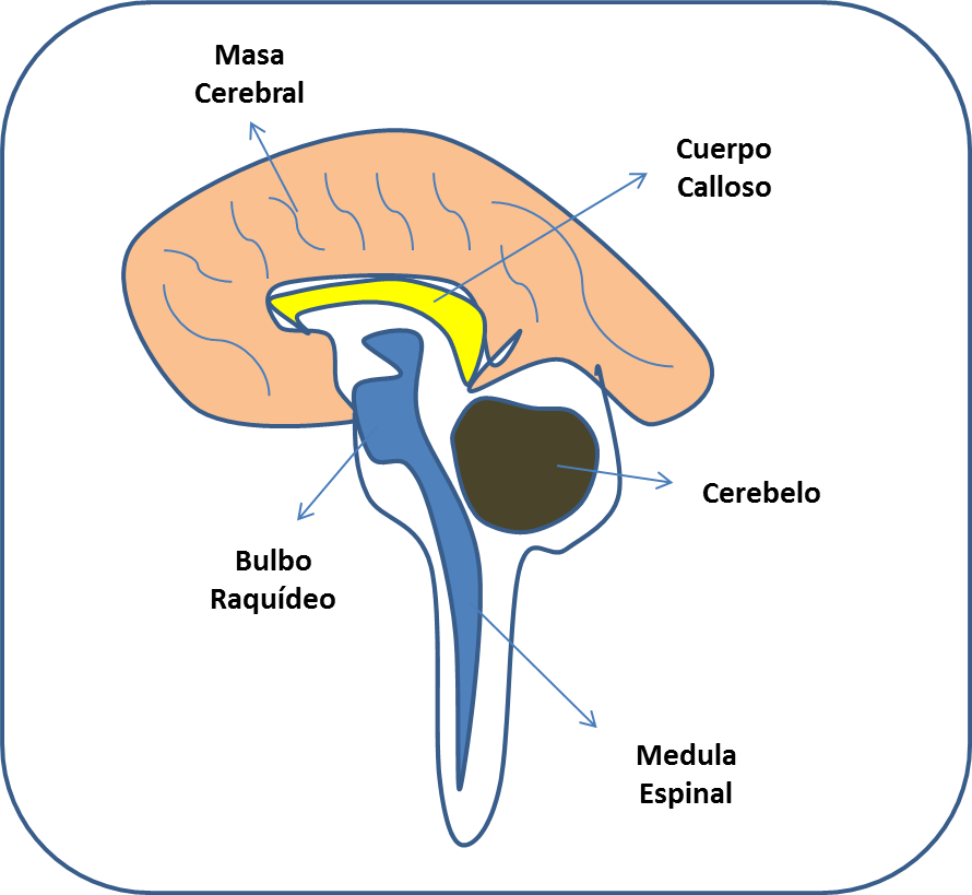 Cerebro 1 - Brain (890x819), Png Download
