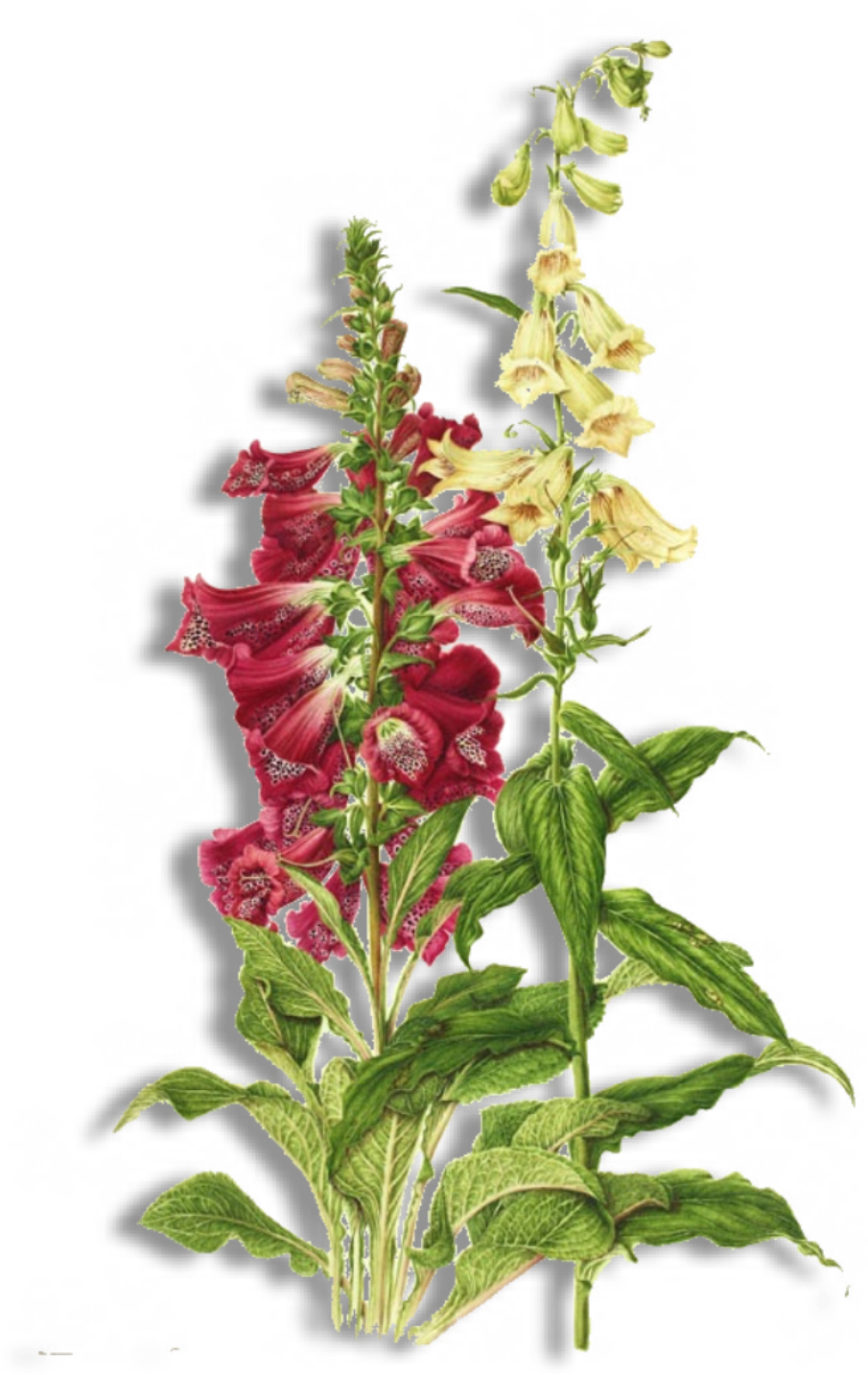 The Images Are Png Files - Digitalis Purpurea Png (1500x1500), Png Download