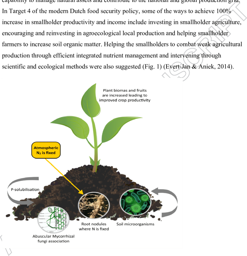 Biofertiliser Technology Employs Plant-microbe Interactions - Microbes As Biofertilizers (850x883), Png Download