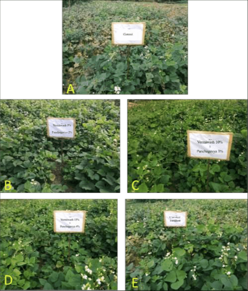Plant Growth Parameters Field Treatments Exo Morphological - Effect Of Vermiwash On Plant Growth (850x996), Png Download