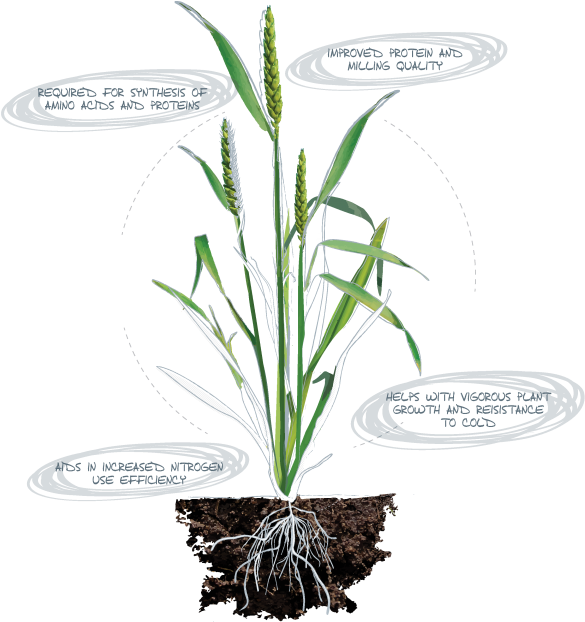 Sulphur - Deficiency Symptons - Legume Plant Roots Png (600x828), Png Download