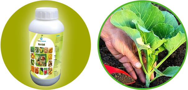 Plant Growth Promoters - Cabbage (605x292), Png Download