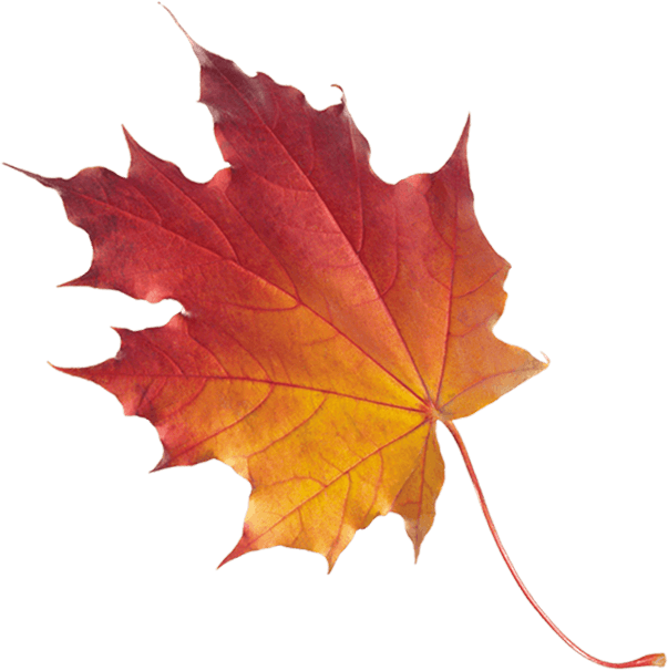 Fashi Banner Leaf - Leaf (603x606), Png Download