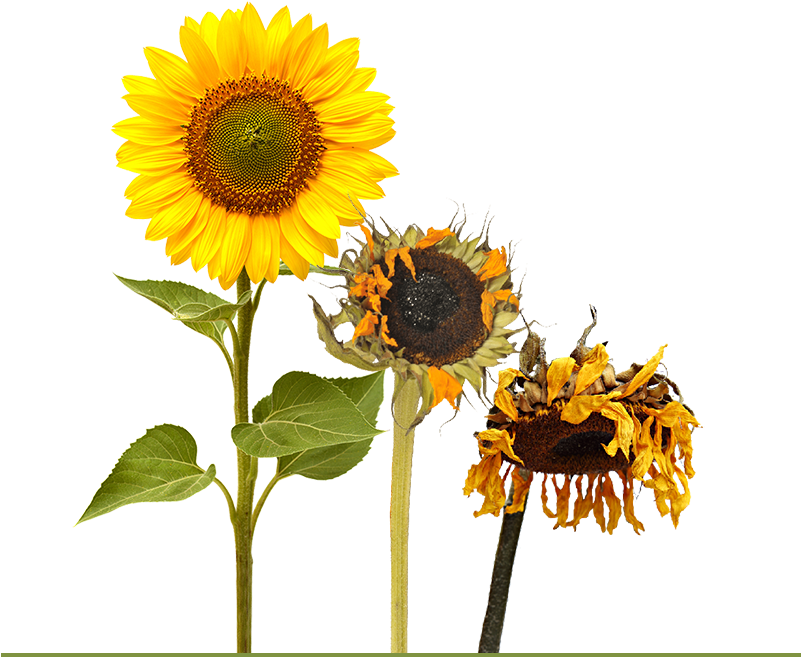 Download A Blooming Sunflower Followed By Two Other Sunflowers Life