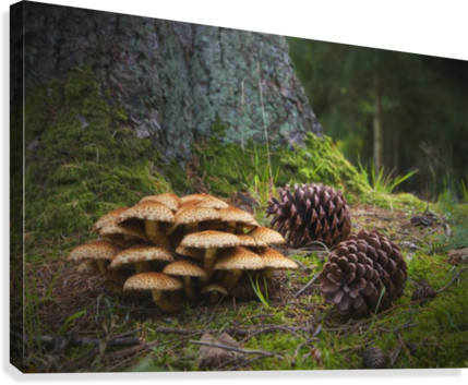 Mushrooms And Pine Cones On The Forest Floor - Mushrooms And Pine Cones On The Forest Floor Northumberland (429x353), Png Download