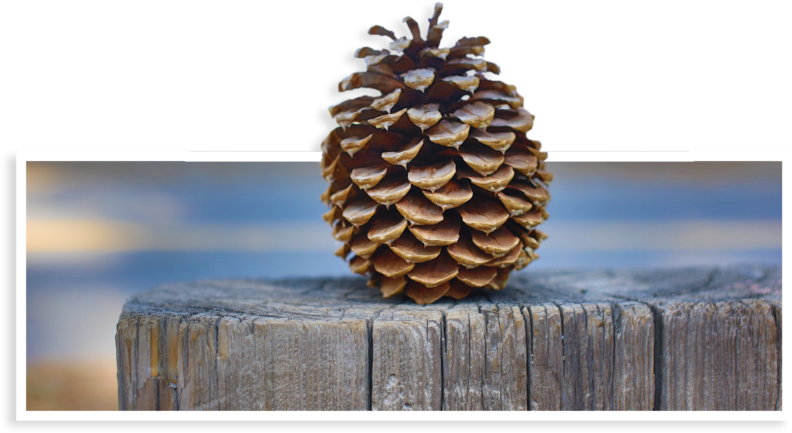 As Bob George Once Said, Pinecone-1168741 - Conifer Cone (1613x890), Png Download