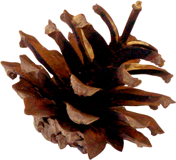 Pinecones-02 - Wood (616x559), Png Download