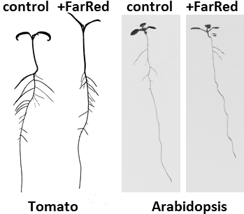 How Plant Roots Can See Light - Light (371x333), Png Download