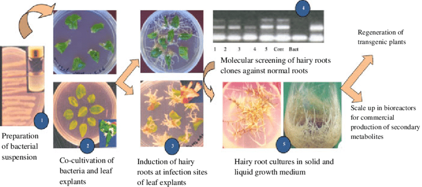 Hairy Root Cultures From Leaf Explants Of Medicinal - Medicinal Plants (850x378), Png Download