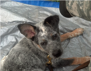 An Image Of Cj The Gray Spotted Sheep Dog Laying Down - Dog (360x418), Png Download