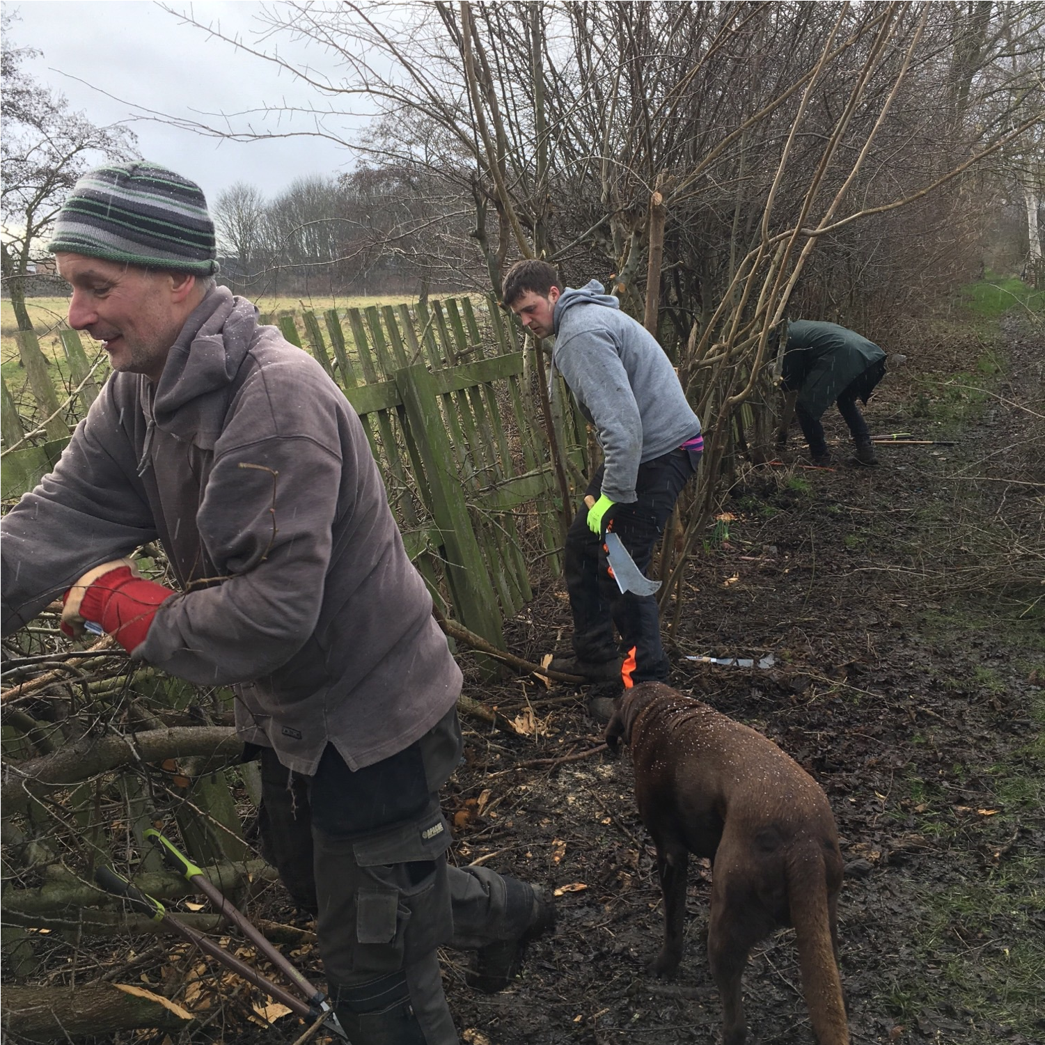 Hedgelaying November 2017-march - 2018 (2000x1500), Png Download