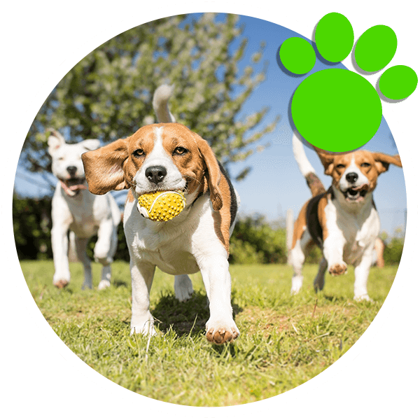 Once You Are Able To Teach Your Puppy To Ask To Go - Dogs Playing (600x600), Png Download