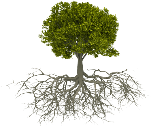 Network - Tree With Roots (538x498), Png Download