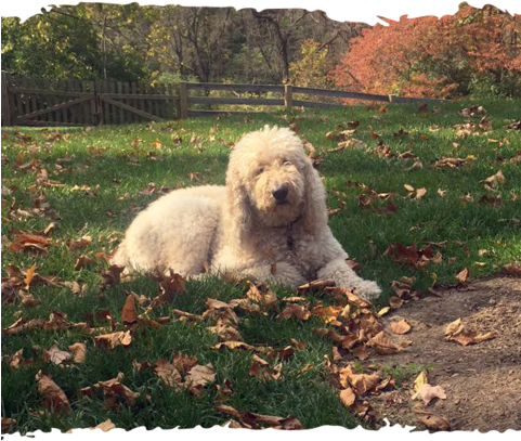 “ Like A Puppy Again - Dietary Supplement (480x444), Png Download