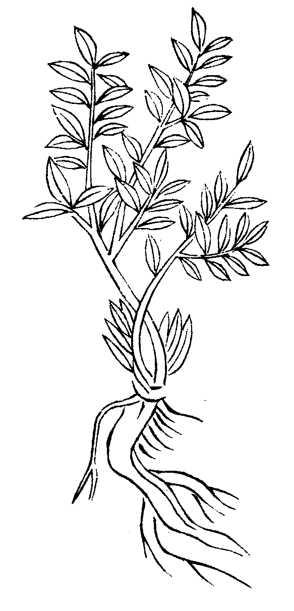 File - Imperial Encyclopaedia - Plant Kingdom - Pic513 - Line Art (583x1211), Png Download