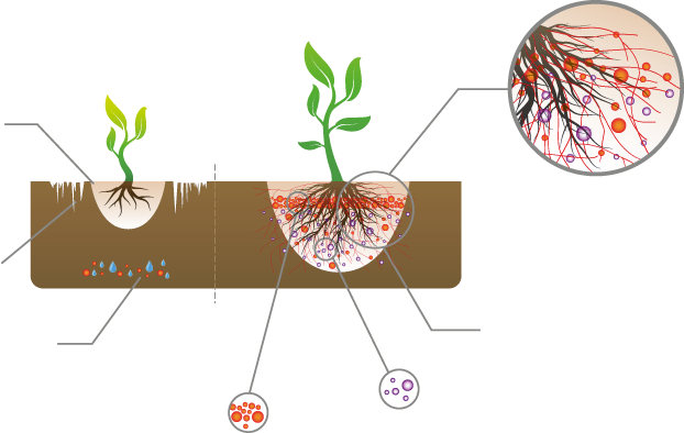 Mykorrhiza Connects To Plant Roots And Extends The - 植物 與 真菌 共生 (622x394), Png Download