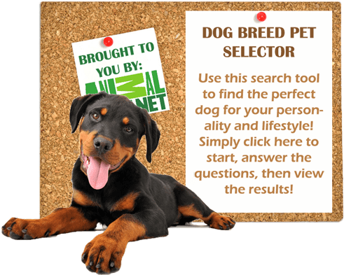 Dog Breed Pet Selector - Animal Planet (497x400), Png Download
