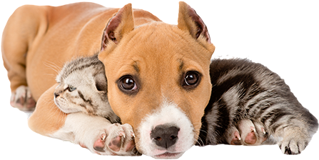 Pit Puppy Laying On Kitten Sm - Благотворительная Акция Помоги Животным (500x256), Png Download