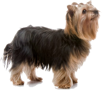 General Appearance - Yorkshire Terrier Png (564x400), Png Download