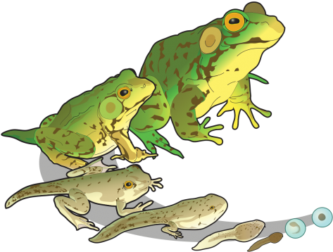 Frog Cycles - Frog Life Cycle (481x359), Png Download