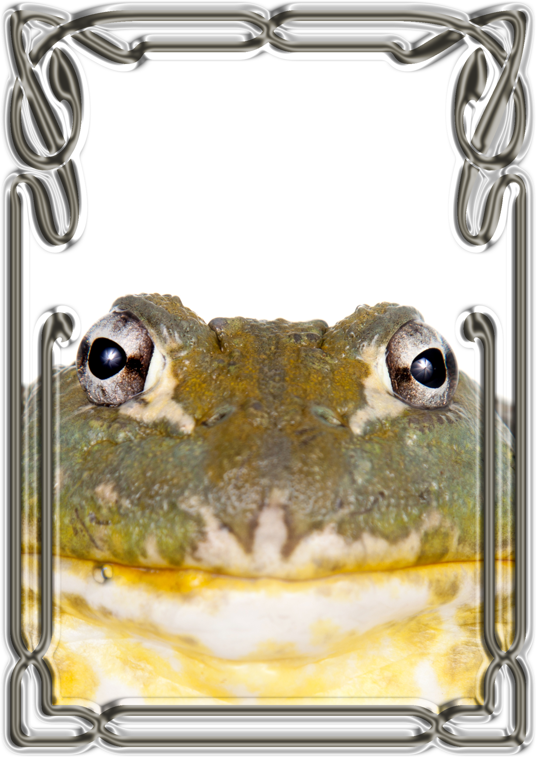 Border-animals - African Bullfrog (1884x2544), Png Download