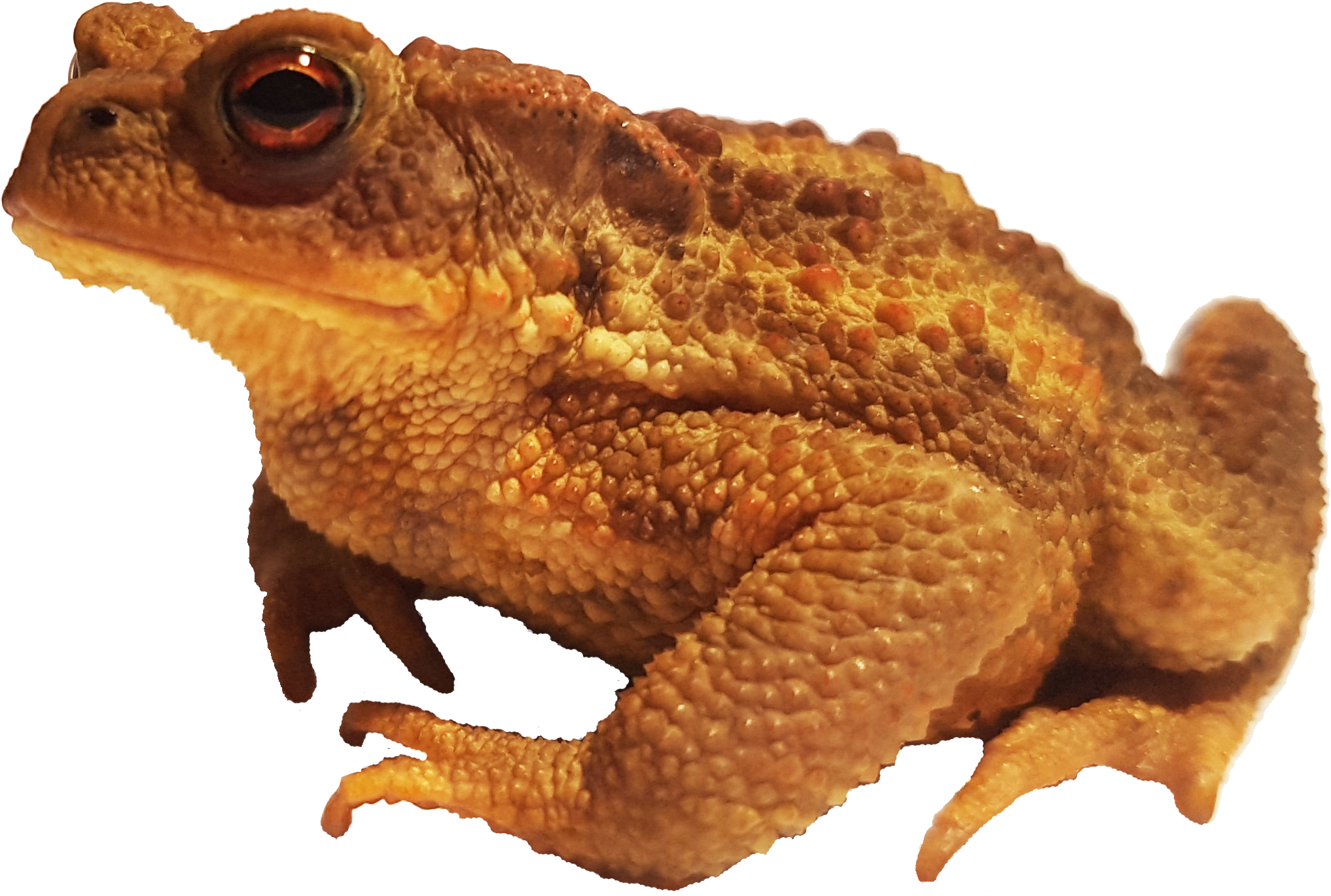 Bufo Bufo Spinosus - Bufo Png (2352x1763), Png Download