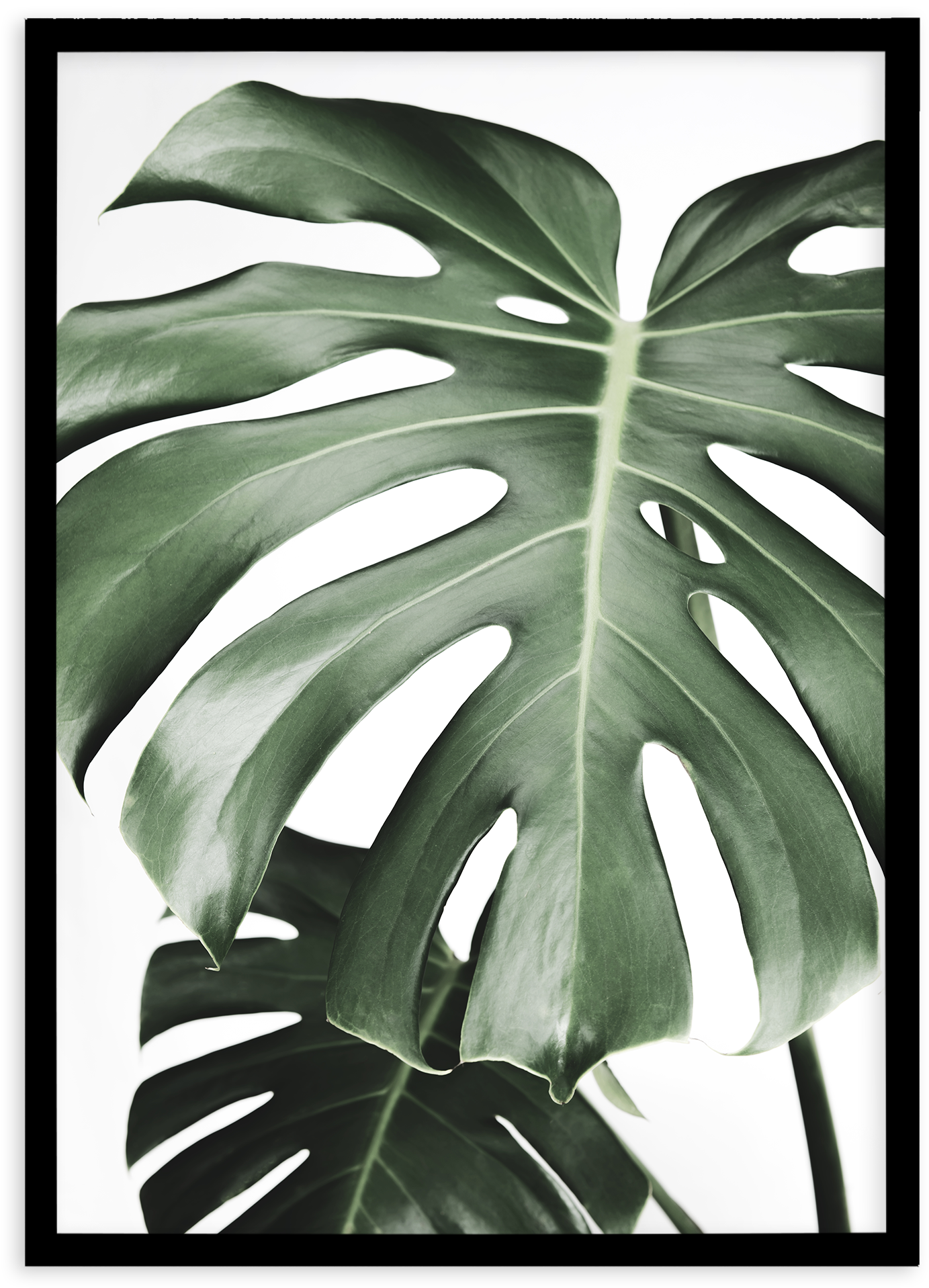 Monstera X Two (1874x2336), Png Download