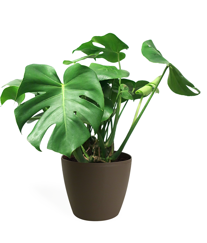 Monstera Deliciosa Medium - House Plant Monstera Transparent (700x821), Png Download