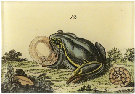 1 Frog 1 Frog - Frog (500x500), Png Download