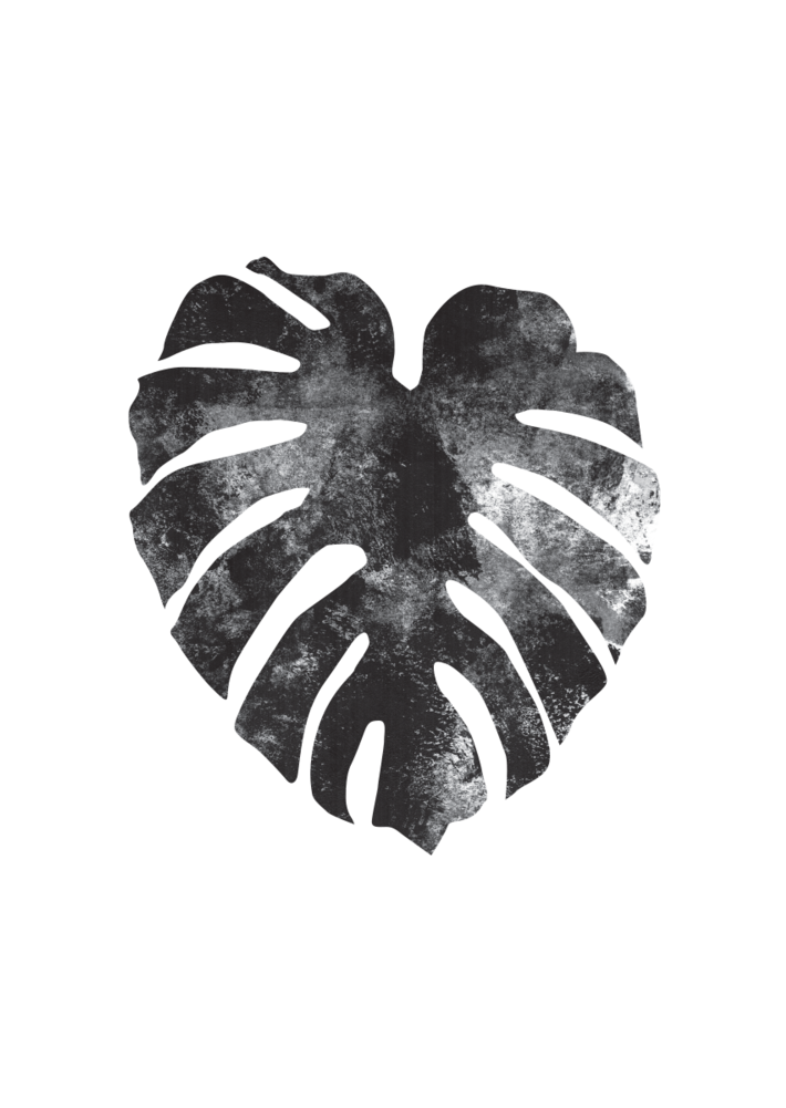 Monstera (1000x1000), Png Download