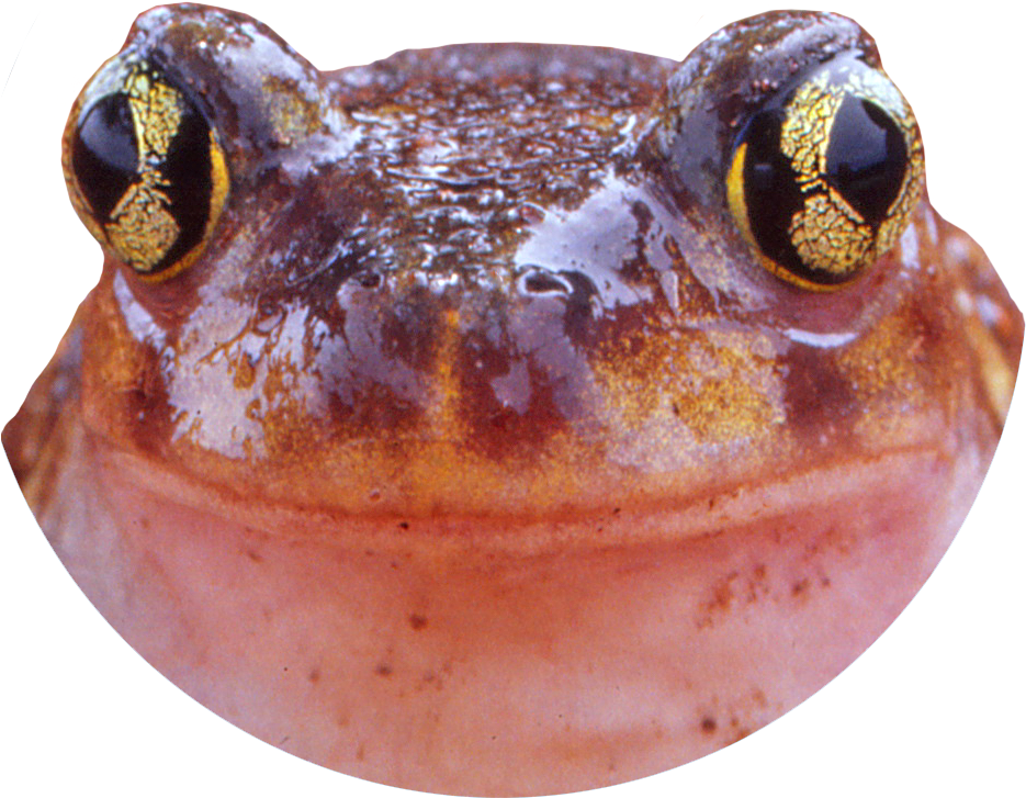 Spadefoot Reporting - Northern Cricket Frog (934x741), Png Download