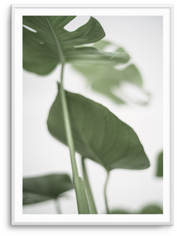 Monstera Ii Print A3 - Printing (476x600), Png Download
