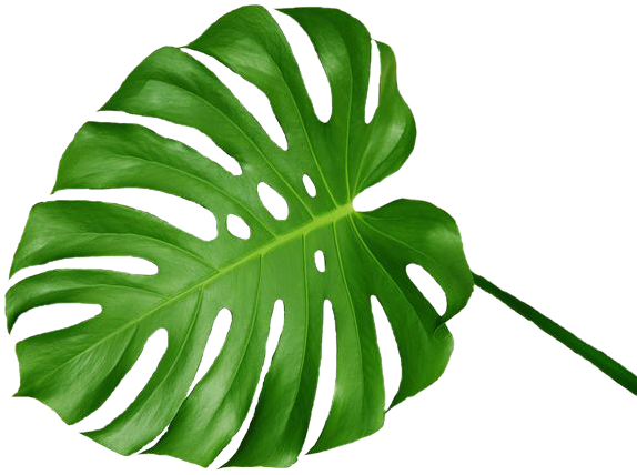1000 Images About Png&overlays - Swiss Cheese Plant Leaf (687x600), Png Download