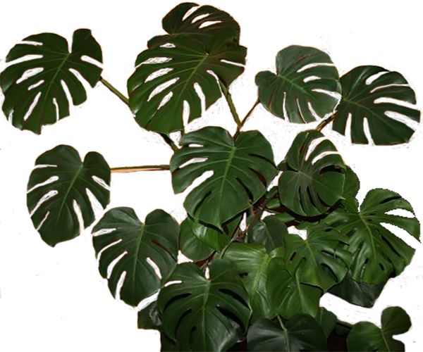 Monstera - Листья Монстеры В Пнг (600x500), Png Download