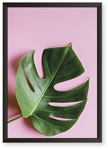 Monstera Deliciosa - Stock.xchng (600x600), Png Download