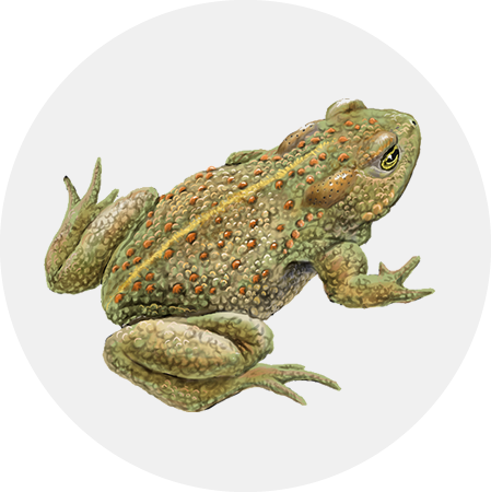 Back To Top - American Toad (449x450), Png Download