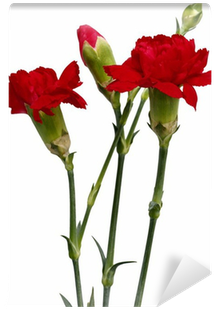 Garden Roses (400x400), Png Download