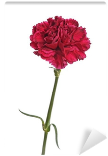 Carnation (400x400), Png Download