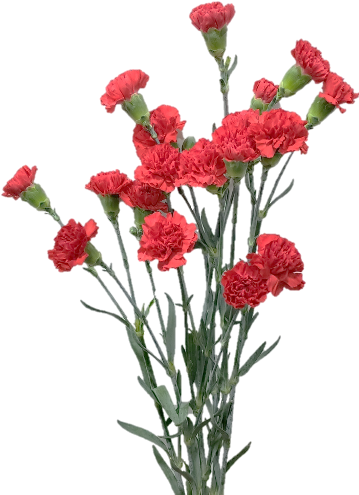 Spray Carnation - Portable Network Graphics (709x1042), Png Download