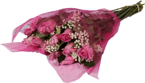 Pink Roses - Panties (500x611), Png Download