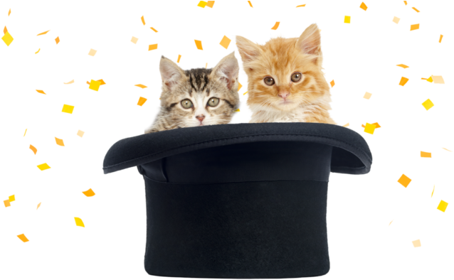 Free Freshstep Paw Prints Reward Program - Domestic Short-haired Cat (652x406), Png Download