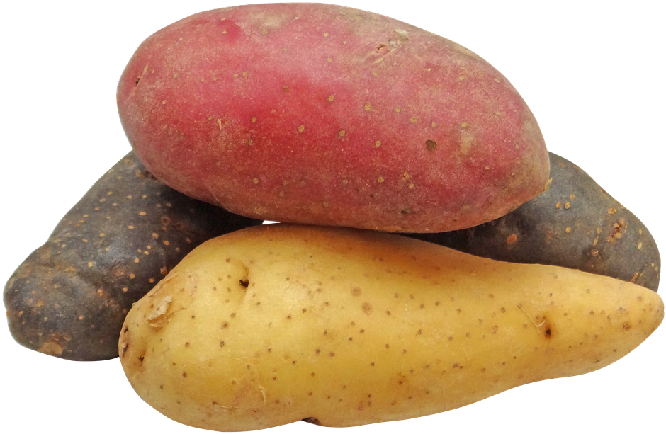 Potato, Fingerling, Rainbow, Potatoes, Png - Potatoes Png (960x691), Png Download